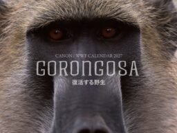 「キヤノン/WWF岩合光昭カレンダー2027 GORONGOSA～復活する野生～」を発売