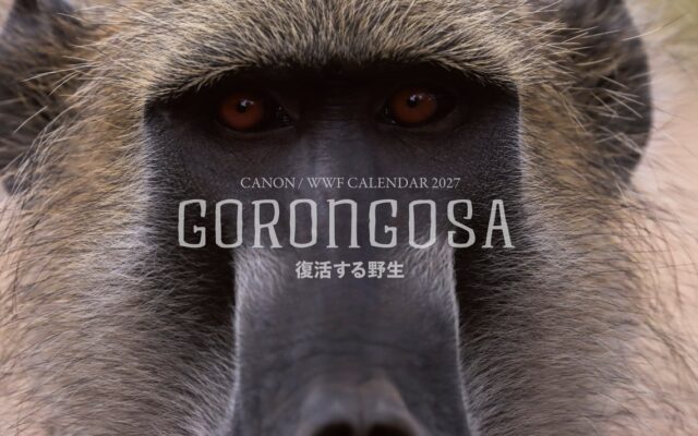 「キヤノン/WWF岩合光昭カレンダー2027 GORONGOSA～復活する野生～」を発売