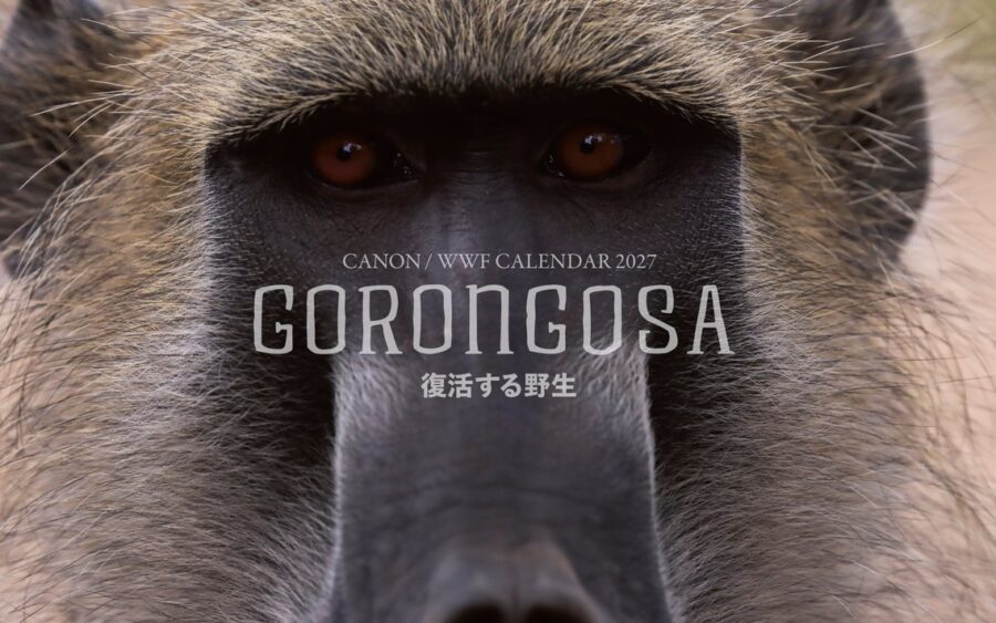 「キヤノン/WWF岩合光昭カレンダー2027 GORONGOSA～復活する野生～」を発売